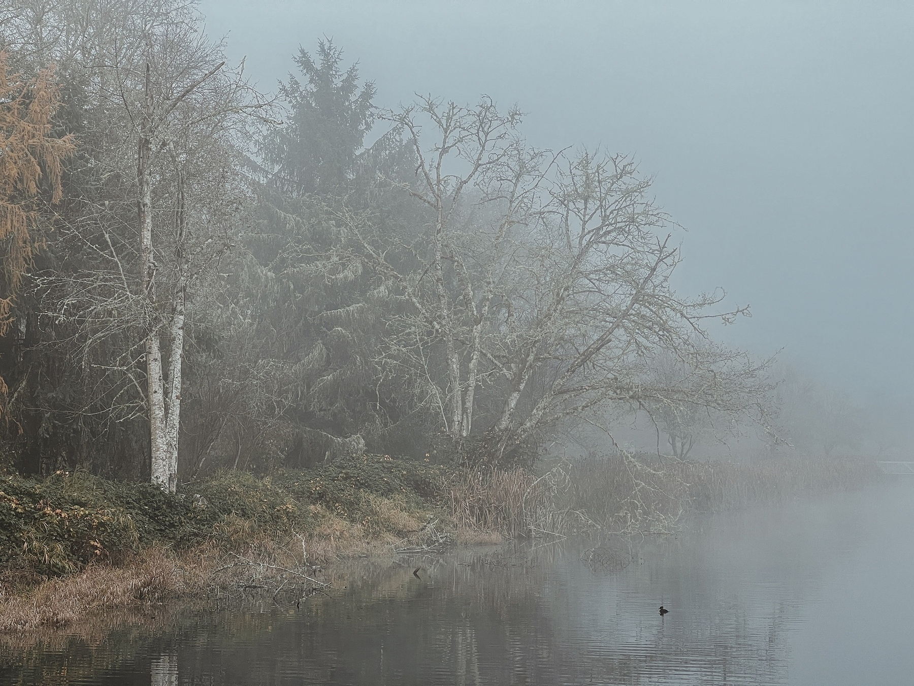 a crispy photo of misty trees by a lake.
