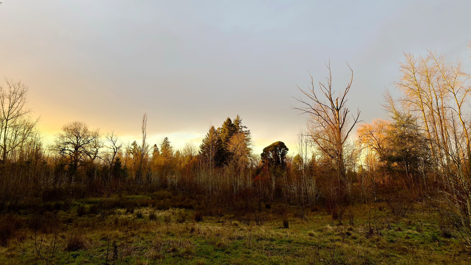 A serene landscape features a meadow with sparse trees under a colorful, partly cloudy sky.
