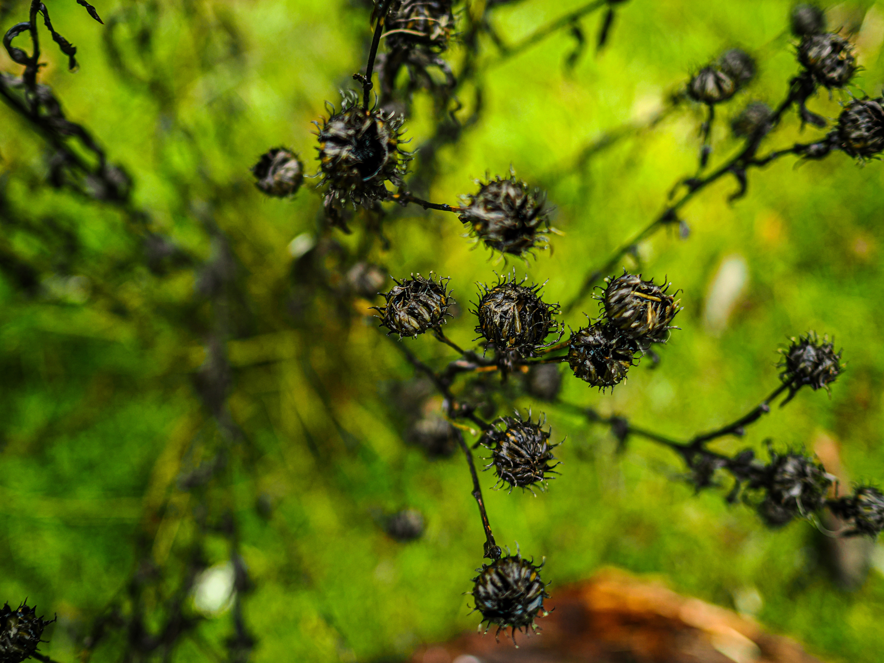 Dried, spiky seed pods are suspended on thin, branching stems against a blurred green background.