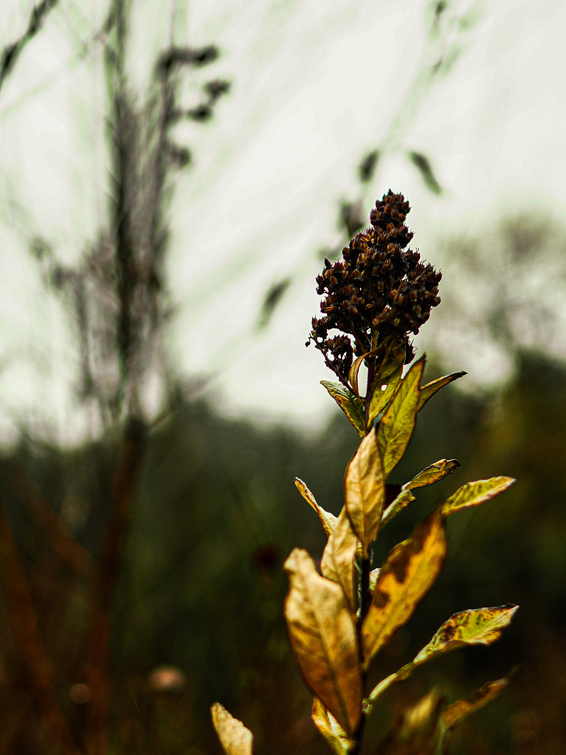 A cluster of brown, dried flowers is surrounded by leaves against a blurred natural background.