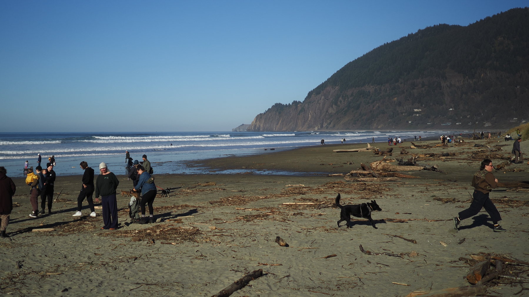 People and dogs enjoy a sunny day on a beach with driftwood, near a mountainous coastline.